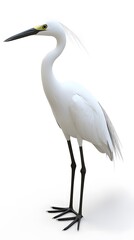 Obraz premium Great Egret Bird on White Background, Photo Realistic, Pattern Background, Wallpaper, Cover and Screen for Smartphone, PC, Laptop, 9:16 and 16:9 Format