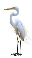 Obraz premium Great Egret Bird on White Background, Photo Realistic, Pattern Background, Wallpaper, Cover and Screen for Smartphone, PC, Laptop, 9:16 and 16:9 Format