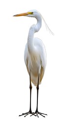 Fototapeta premium Great Egret Bird on White Background, Photo Realistic, Pattern Background, Wallpaper, Cover and Screen for Smartphone, PC, Laptop, 9:16 and 16:9 Format
