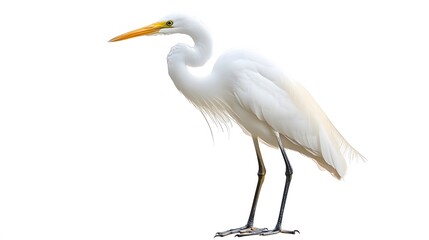 Obraz premium Great Egret Bird on White Background, Photo Realistic, Pattern Background, Wallpaper, Cover and Screen for Smartphone, PC, Laptop, 9:16 and 16:9 Format