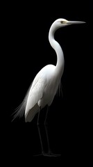 Fototapeta premium Great Egret Bird on Black Background, Photo Realistic, Pattern Background, Wallpaper, Cover and Screen for Smartphone, PC, Laptop, 9:16 and 16:9 Format