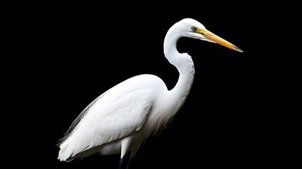 Fototapeta premium Great Egret Bird on Black Background, Photo Realistic, Pattern Background, Wallpaper, Cover and Screen for Smartphone, PC, Laptop, 9:16 and 16:9 Format