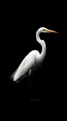 Fototapeta premium Great Egret Bird on Black Background, Photo Realistic, Pattern Background, Wallpaper, Cover and Screen for Smartphone, PC, Laptop, 9:16 and 16:9 Format