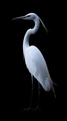 Obraz premium Great Egret Bird on Black Background, Photo Realistic, Pattern Background, Wallpaper, Cover and Screen for Smartphone, PC, Laptop, 9:16 and 16:9 Format