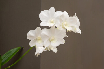 Beautiful Orchid flower blooming in garden floral background