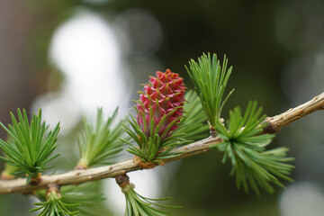 Blüten der europäischen Lärche wachsen an einem Zweig, Larix decidua, larch flower
