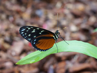 Passionsblumenfalter, Schmetterling in der Seitenansicht sitzt auf einem Blatt, Lycorea ceres, Longwing butterfly, Familie der Ithomiidae