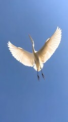 Obraz premium Great Egret Bird Flying in Nature Under Blue Sky, Photo Realistic, Pattern Background, Wallpaper, Cover and Screen for Smartphone, PC, Laptop, 9:16 and 16:9 Format