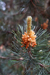 Blüte der Kiefer, Kiefernblüten, Bergkiefer, Waldkiefer, Pinus mugo