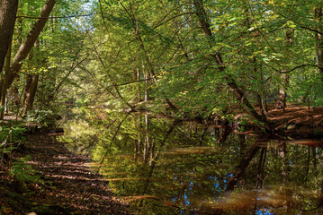 Fototapeta premium The upper reaches of the Alster in the north of Hamburg. The Alster, Hamburg's second most important river, is a slow-flowing and in places untouched natural idyll that flows into the Elbe.