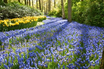 Keukenhof gardens blooming spring flowers. Blue river of Muscari and yellow daffodils flowers. Beautiful ornamental garden landscape at Lisse, Netherlands.