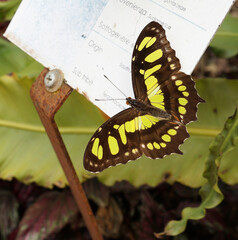 Malachit Schmetterling, Siproeta Stelenes, Metamorpha Stelenes, Passionsfalter - butterfly