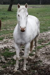 Obraz premium White horse gelding in muddy field closeup for animal portrait on Texas farm in rain weather on dreary day outdoors.