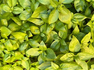 Planta de hojas verdes 2
