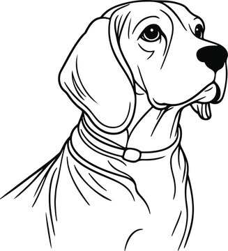recommend clip art: line art beagle dog, Beagle line drawing, vector art, illustrations