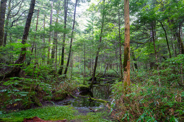 Obraz premium 上高地の風景