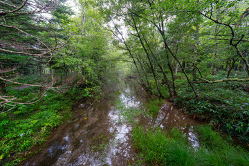 Obraz premium 上高地の風景
