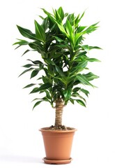 Obraz premium Dracaena trifasciata plant on a pot, isolated on white background