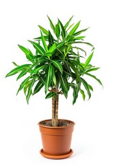 Fototapeta premium Dracaena trifasciata plant on a pot, isolated on white background