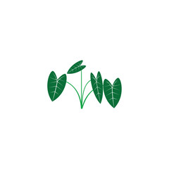 Green taro tree, econ vector for ornament, decorative