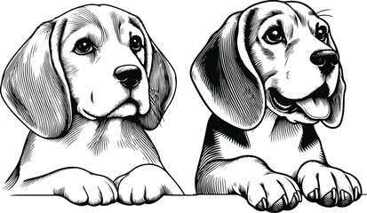 line art beagle dog, Beagle line drawing, vector art, illustrations