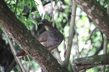 ave - aracuã escamoso - Ortalis squamata