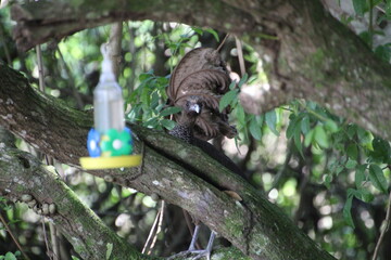 ave - aracuã escamoso - Ortalis squamata