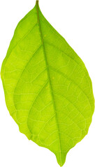 Natural green leaf isolated on white background