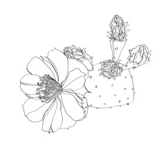 Black and white line illustration of opuntia flowers on a white background
