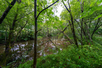 Obraz premium 上高地の風景