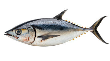 Fototapeta premium Tuna fish isolated on white transparent