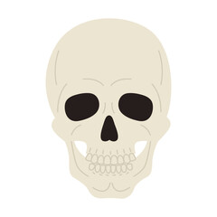Human skull. Skeleton head. Halloween and death symbol. Vector flat illustration isolated on white background