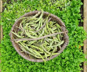 fresh green runner beans in garden
