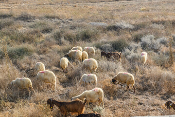 A small flock of sheep stands in a rocky meadow