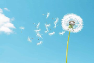 Fototapeta premium Dandelion Seeds Flying in the Breeze