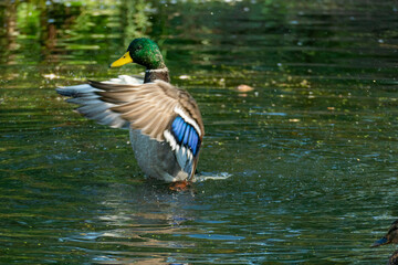 Ente Männchen, Erpel planscht im Wasser und schlägt mit den Flügeln