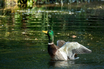 Ente Männchen, Erpel planscht im Wasser und schlägt mit den Flügeln