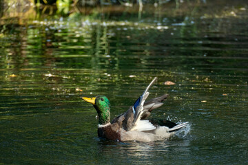 Ente Männchen, Erpel planscht im Wasser und schlägt mit den Flügeln