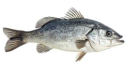 Fototapeta premium European sea bass fish isolated on white transparent