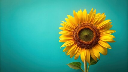 Obraz premium A vibrant sunflower with a bright yellow center and petals against a cool turquoise background.