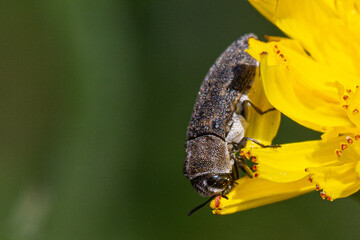 A small black insect of the genus Acmaeoderella eats the petals of a yellow flower in bites.