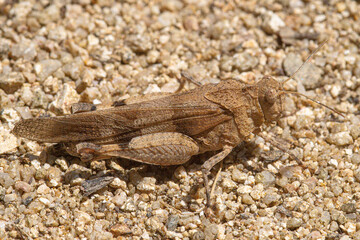 close-up of a large Mediterranean green grasshopper of the genus Oedipoda on the ground among the stones