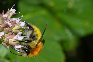 Bee of the genus Bombus extracting and eating pollen from the petals of a flower