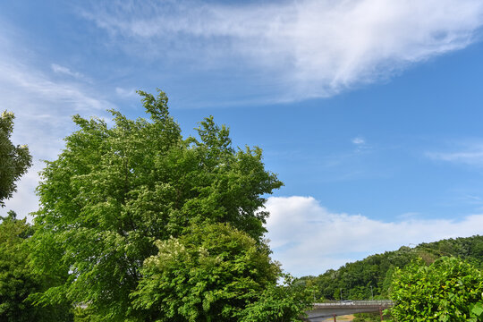 新緑の木々と青い空
