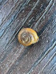 Mesodon thyroidus, The White Lipped Globe Snail Shell