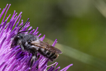 black bee of the genus megachile extracting and eating pollen from the petals of a flower