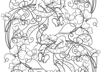 Green peas. Branch with leaves and pods with peas.. Seamless border pattern, linear ornament, ribbon Vector illustration. Outline hand drawing. In art nouveau style, vintage, old, retro style.