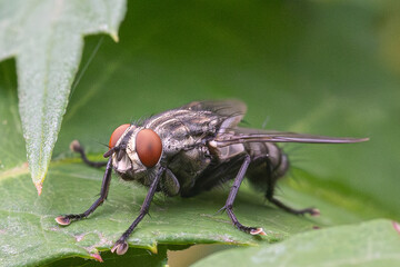 fly of the genus macronychiini perched on the leaf of a tree