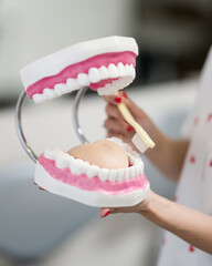 Dentist demonstrates on large jaw model how to brush teeth correctly. Teaching children about oral hygiene. Copy space.