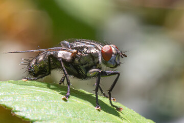 fly of the genus macronychiini perched on the leaf of a tree